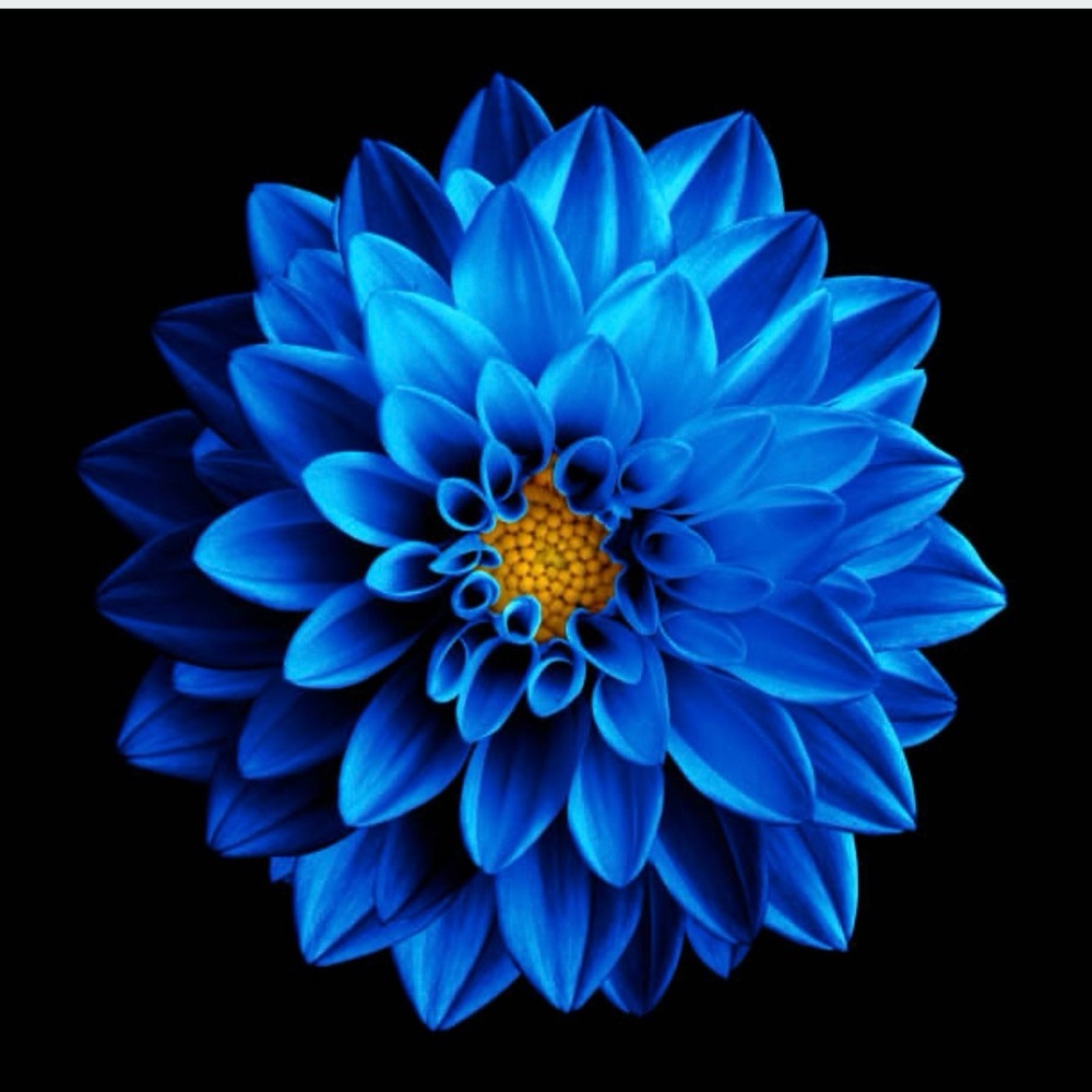 Meet your Posher, Dahlia